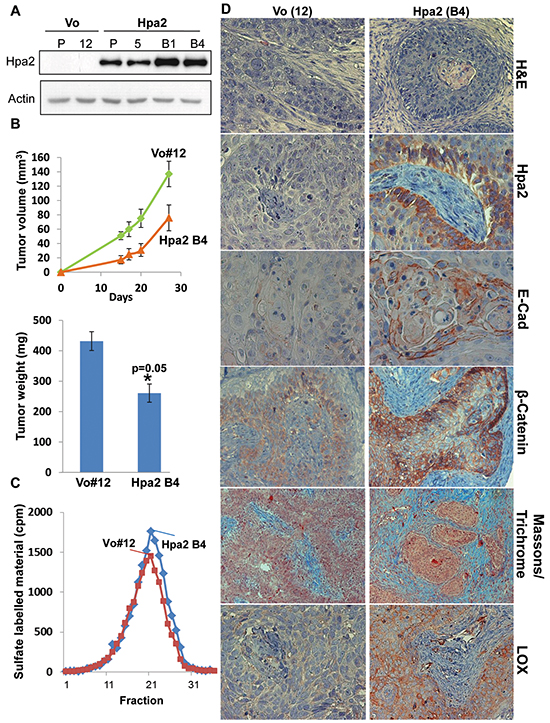 Over expression of Hpa2 in 5637 bladder carcinoma cells results in low grade tumors and attenuates tumor growth.