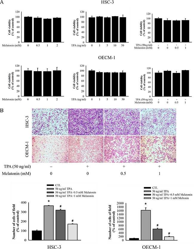 Effect of melatonin on cell migration in HSC-3 and OECM-1 cell.