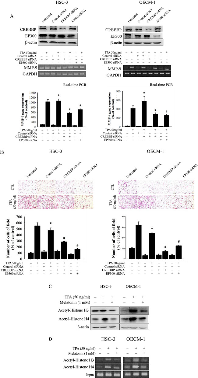 Critical role of CREBBP and EP300 in TPA-induced transcriptional inhibition of MMP-9 in HSC-3 and OECM-1 cells.