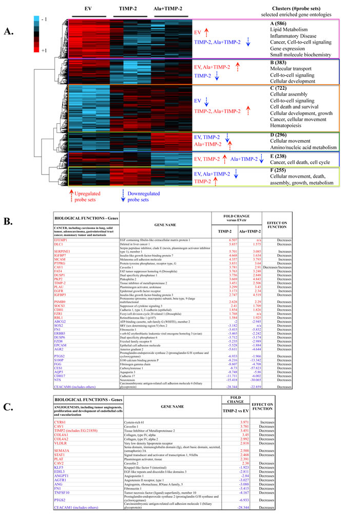 Figure1: TIMP-2 is a transcriptional regulator of human lung cancer A549 cells in vitro.