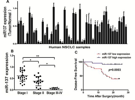 Down-regulation of miR-137 expression in tumor tissues of human lung cancer patients.