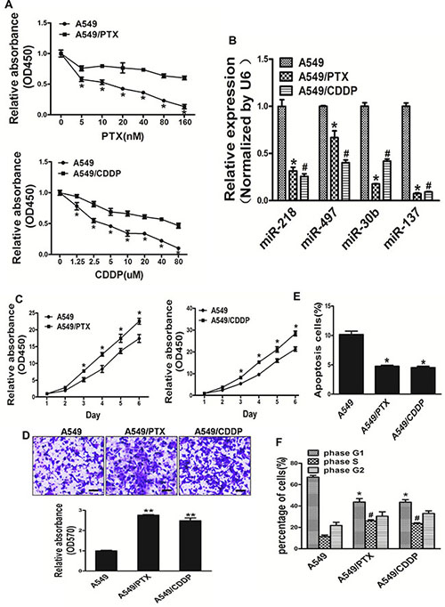 A549/PTX and A549/CDDP show stronger activity of proliferation, migration and cell cycle progression, lower apoptosis activity when compared with A549 cells.