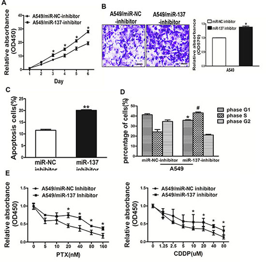 Repression of miR-137 in A549 cells signifcantly promoted cell growth, migration, cell survival and cell cycle G1/S transition and rendered resistance to PTX and CDDP.