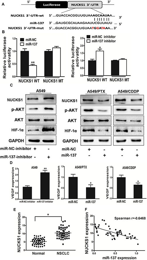 NUCKS1 is a direct target of miR-137, and is elevated in human lung cancer tissues, which is inversely correlated with miR-137 expression levels.