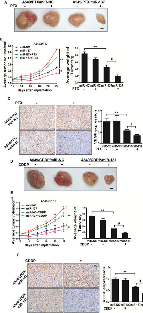 MiR-137 enhances the chemosensitivity of paclitaxel and cisplatin in vivo.