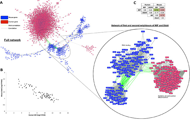 Human MIF and mouse Ddx6 are strongly anti-correlated and are identified as cross-species hubs.