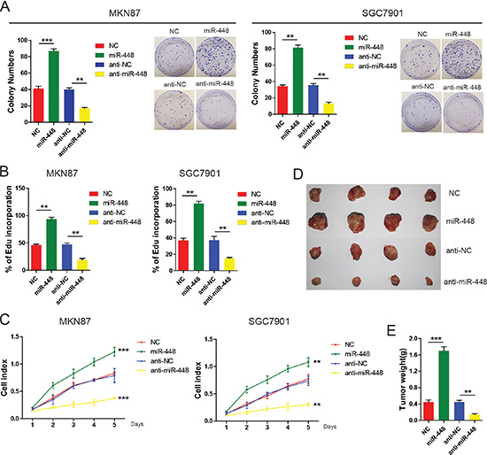 miR-448 promotes GC cell growth and carcinogenicity in vitro and in vivo.