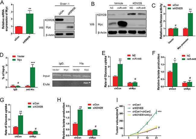miR-448-mediated inhibition of KDM2B induces Myc expression and glycolysis.