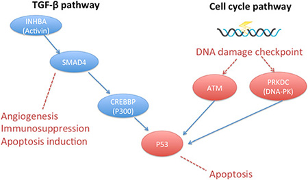Signaling pathways detected by NGS.