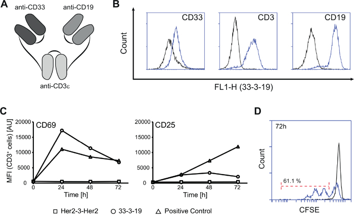 Specific binding and T cell-activation induced by dual-targeting triplebody 33-3-19.