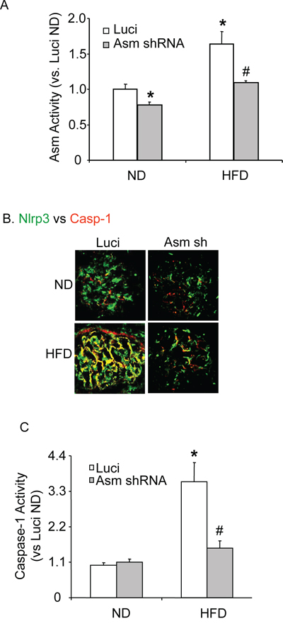 Renal Asm gene silencing efficiency and Nlrp3 inflammasome formation activation in C57BL/6J mice fed with or without high fat diet.
