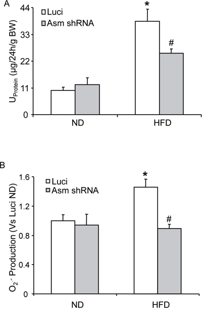 Effects of renal Asm gene silencing on glomerular injury and glomerular O2&#x2022;&#x2212; production in C57BL/6J mice with or without the high fat diet.