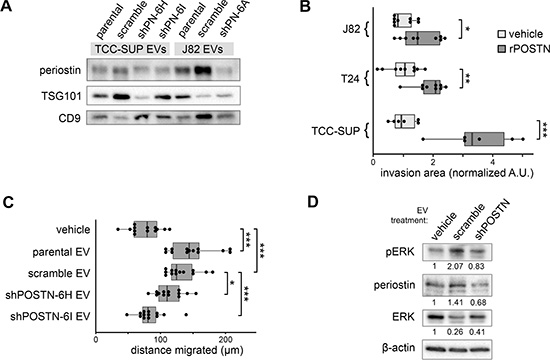 Effects of EV-borne periostin on recipient bladder cancer cells.