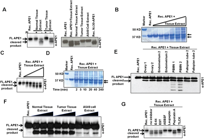 N-terminal limited proteolysis of APE1 by a putative serine protease(s) and its presence in tissue extracts.