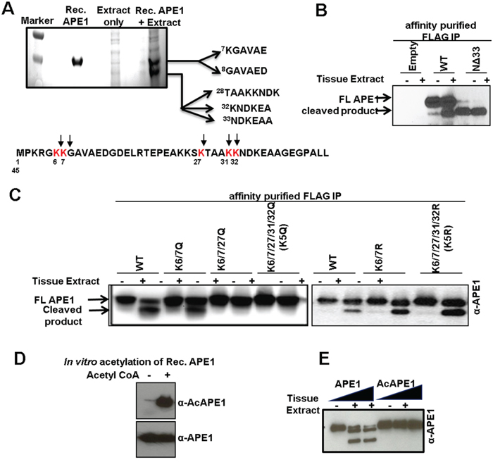 Identification of protease-mediated cleavage sites in APE1 and inhibition of this proteolysis by acetylation.