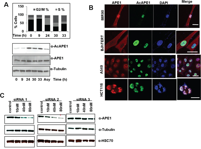 Cell-cycle-dependent APE1 acetylation and sub-cellular localization of AcAPE1.