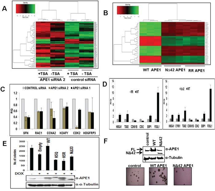 APE1 N-terminal domain or its acetylation regulates expression of multiple genes and essential for sustained cell proliferation.