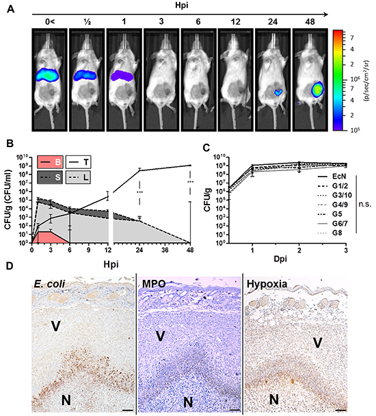 Early colonization profile of Symbioflor-2 in a murine CT26 tumor model.