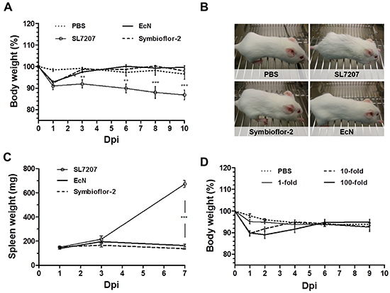 Transient manifestation of infection in the murine host following systemic inoculation with E. coli probiotics.