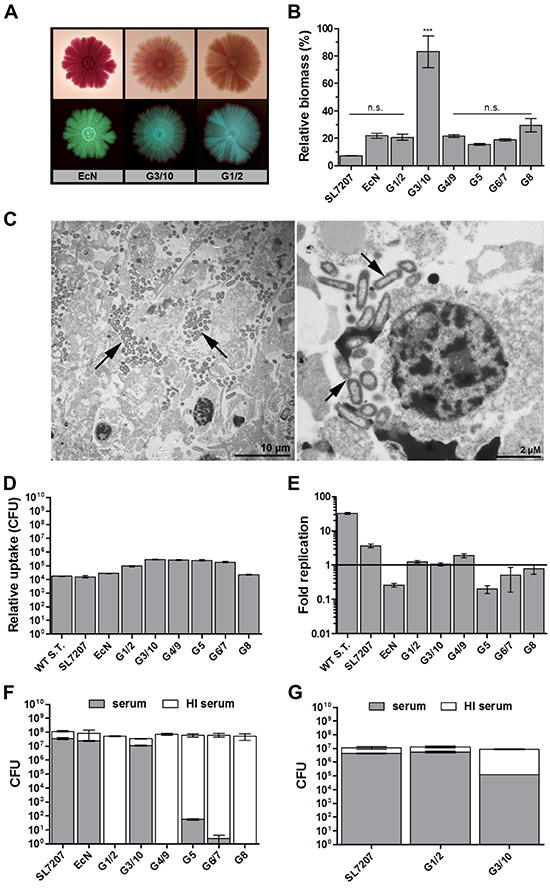 Symbioflor-2 fitness parameters; biofilm forming capacity, complement sensitivity, phagocytosis and intracellular survival.