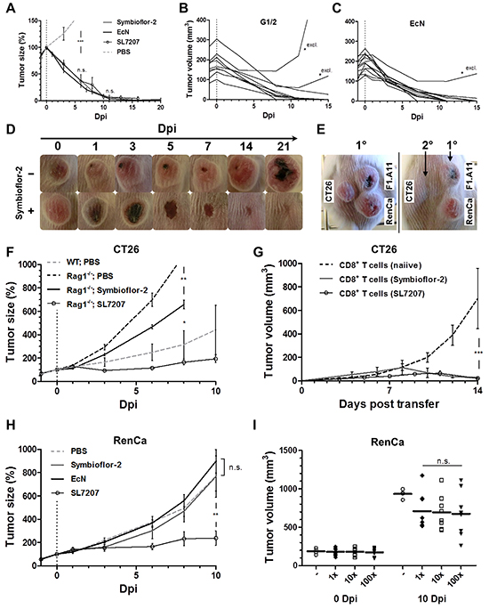 Therapeutic effects by E. coli probiotics include the induction of a tumor-specific CTL-response sufficient for CT26 tumor clearance, while inadequate for RenCa control.