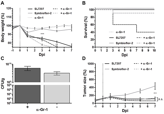 Gr-1 depletion improves tumor therapeutic effects with Symbioflor-2 to the extent of SL7207.