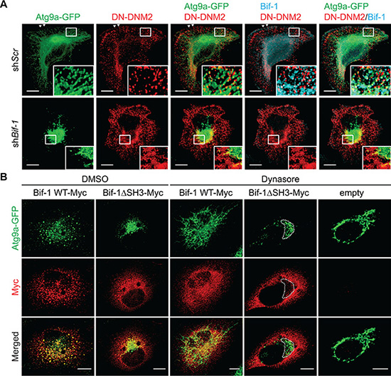 Bif-1 is important for the recruitment of DNM2 to the Atg9-containing membranes.