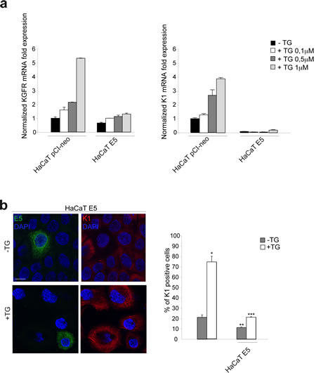 16E5 down-regulates KGFR and K1 at both transcript and protein levels in TG-treated differentiating keratinocytes.