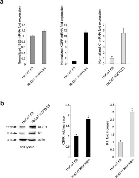 KGFR expression counteracts the 16E5-mediated down-modulation of K1.