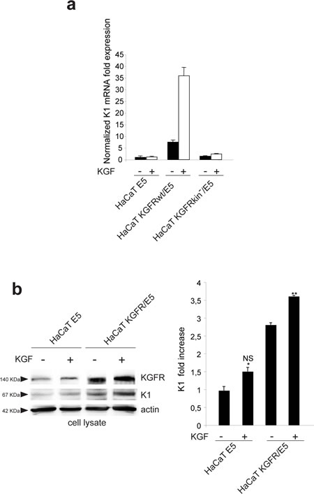 The KGFR counteracting effect on 16E5 requires receptor activation and PI3K/Akt signaling.