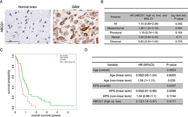 Abcg1 expression is associated with poor overall survival in the mesenchymal glioblastoma molecular subtype.