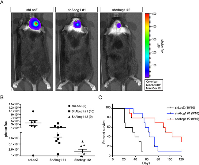 Abcg1 knockdown reduces tumor growth in vivo.