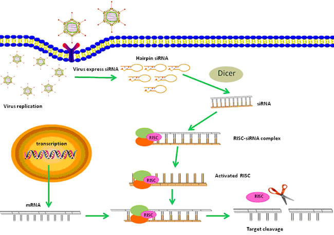 A schematic diagram of anti-tumor effects of CRAd-shRNA based therapy.