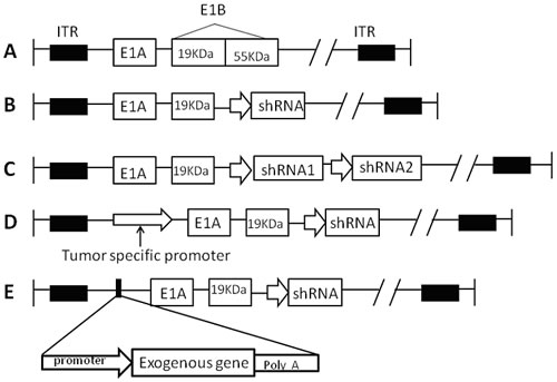 The schematic stucture of CRAd vector for shRNA.