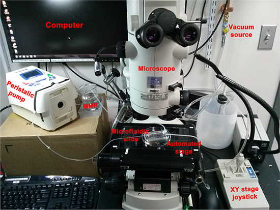 Set up used to deliver spatio-temporally precise light stimulation of optogenetic ion-translocators expressed in Xenopus embryo ITLSs.