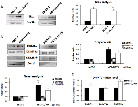 The expression of ER&alpha; was positively correlated with that of the DNMT1 and DNMT3b in breast cancer cell lines.