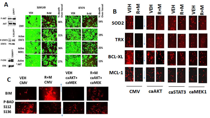 Activation of STAT3, AKT or MEK1 protects cells from [ruxolitinib + MMF], maintains SOD2, TRX, BCL-XL and MCL-1 expression and prevents expression/activation of BIM and BAD.