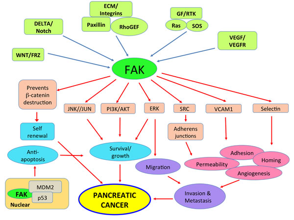 FAK plays a significant role in multiple signaling pathways that contribute to pancreatic cancer growth and metastasis.