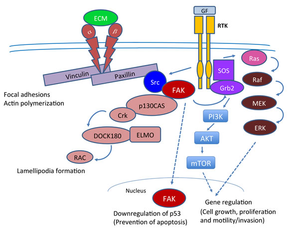 Cell signaling pathways in which FAK plays a key role in tumorigenesis.