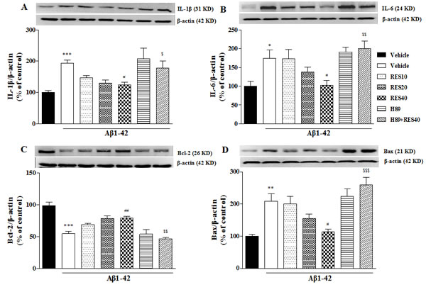 Effects of resveratrol on A&#x3b2; 42-induced changes in IL-1&#x3b2;.