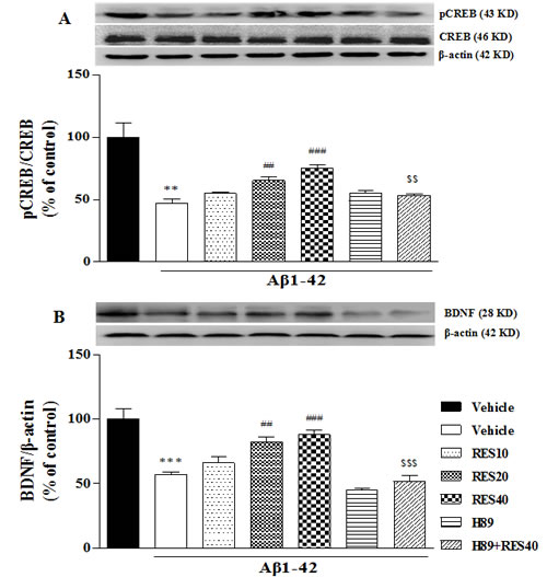 Effect of resveratrol on A&#x3b2; 42-induced changes in the ratio of pCREB/CREB.