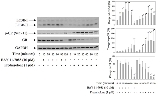 BAY 11-7085 and prednisolone induce autophagy, GR phosphorylation and GR down regulation in human synovial fibroblasts.
