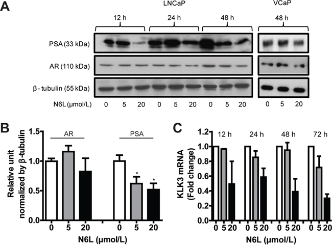 N6L inhibited PSA expression.