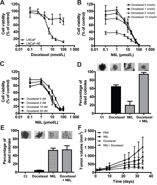 Combination effect of N6L and docetaxel on tumor growth in vitro and in vivo.