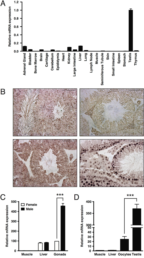 Elevated expression of MAPK15 in male gonads is a conserved trait in mouse and X. laevis.