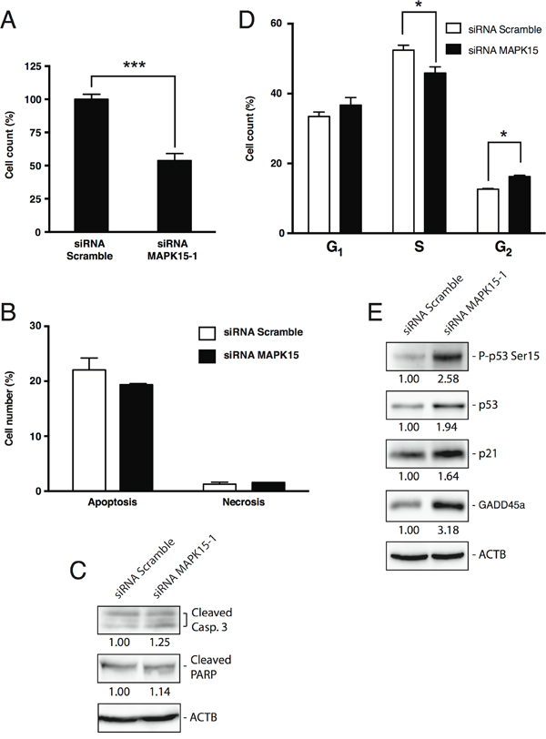MAPK15 affects the growth of human GCT-derived cell lines.