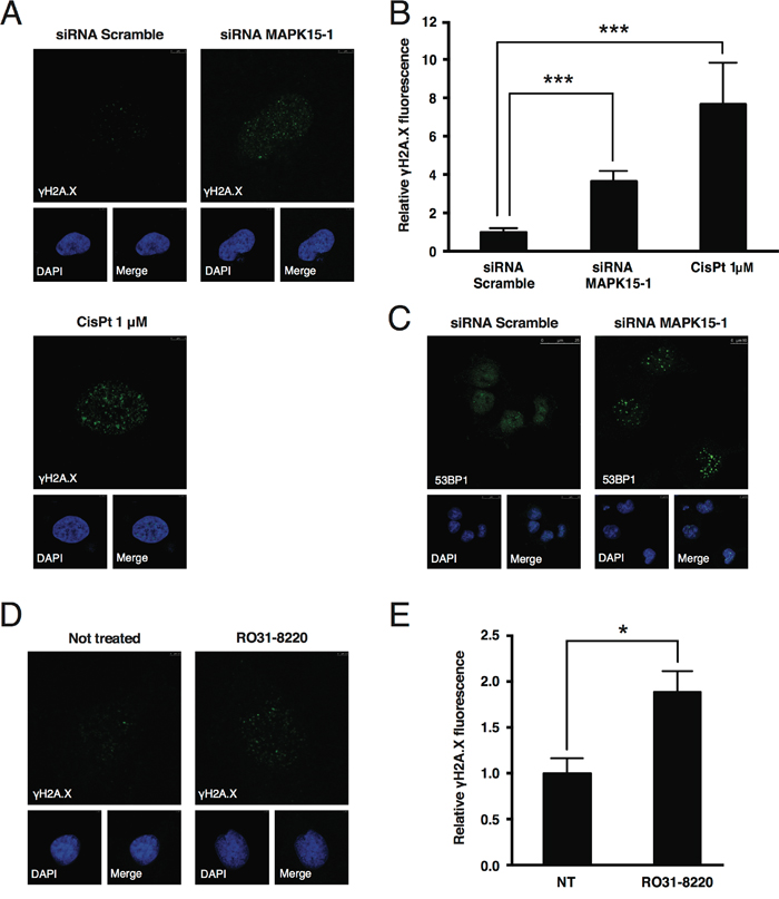 MAPK15 protects the genomic integrity of human GCT-derived cell lines.