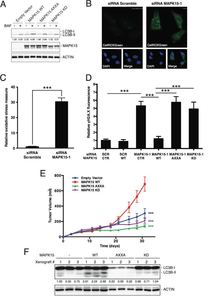 MAKP15-induced autophagy is necessary for the maintenance of genomic integrity in human GCT-derived cell lines.