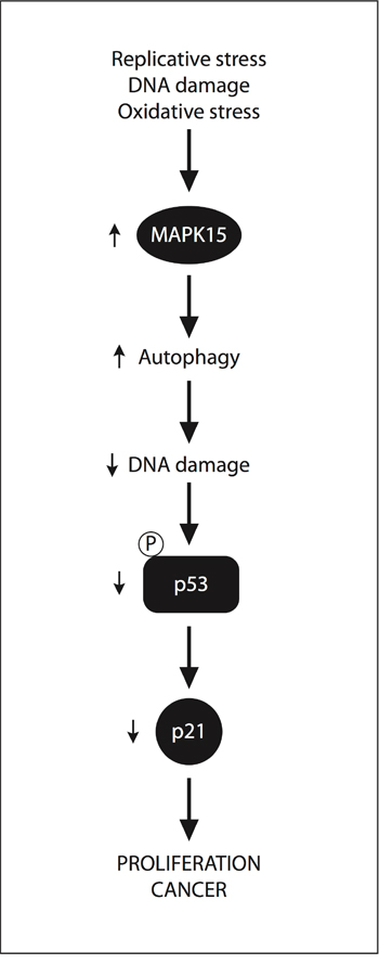 A &#x201C;non-oncogene addition&#x201D; model for MAPK15 involvement in GCT.