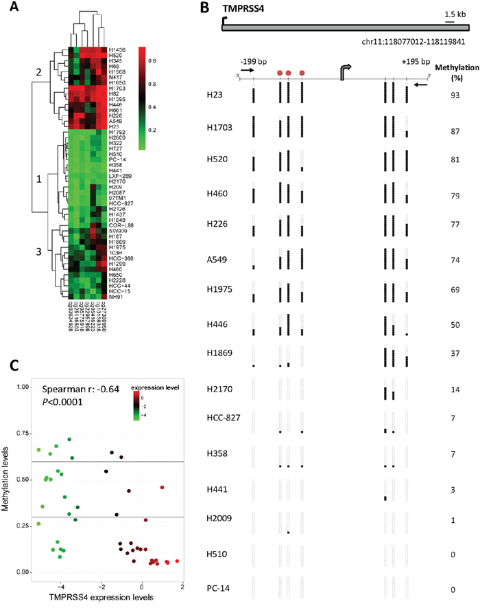 TMPRSS4 promoter methylation status in a panel of NSCLC cell lines.